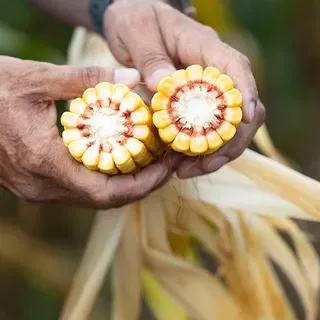 thumbnail for publication: Field Corn